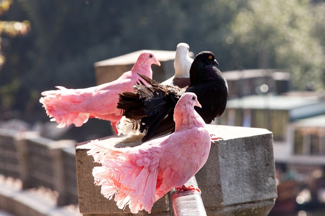 要在这两者 要在这两者